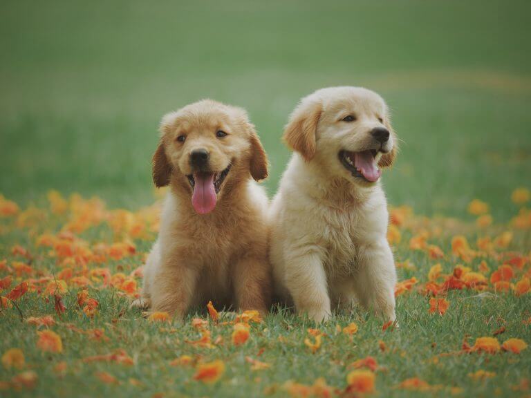 The Top 5 Best Dog Breeds with Families that have Newborns