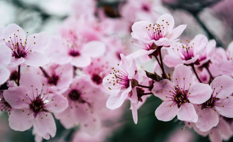 Top 5 Flowers to Grow in Your Flower Garden