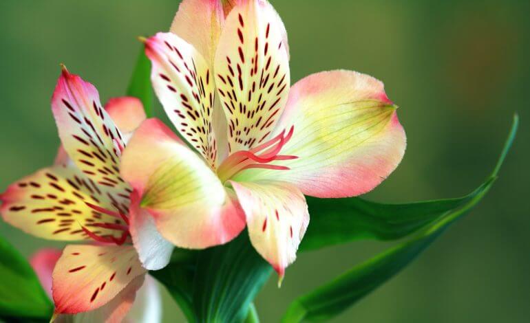 Top 5 Flowers to Grow in Your Flower Garden